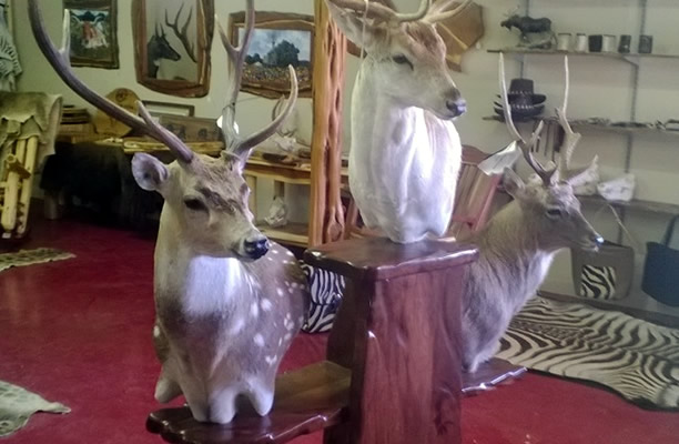Taxidermy Bases